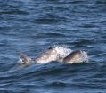 Risso's Dolphin & calf